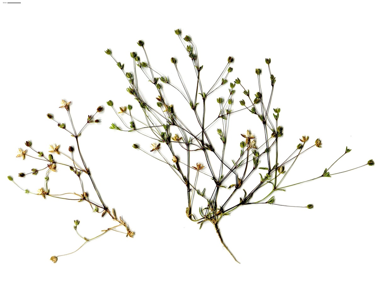 Sagina maritima (Caryophyllaceae)